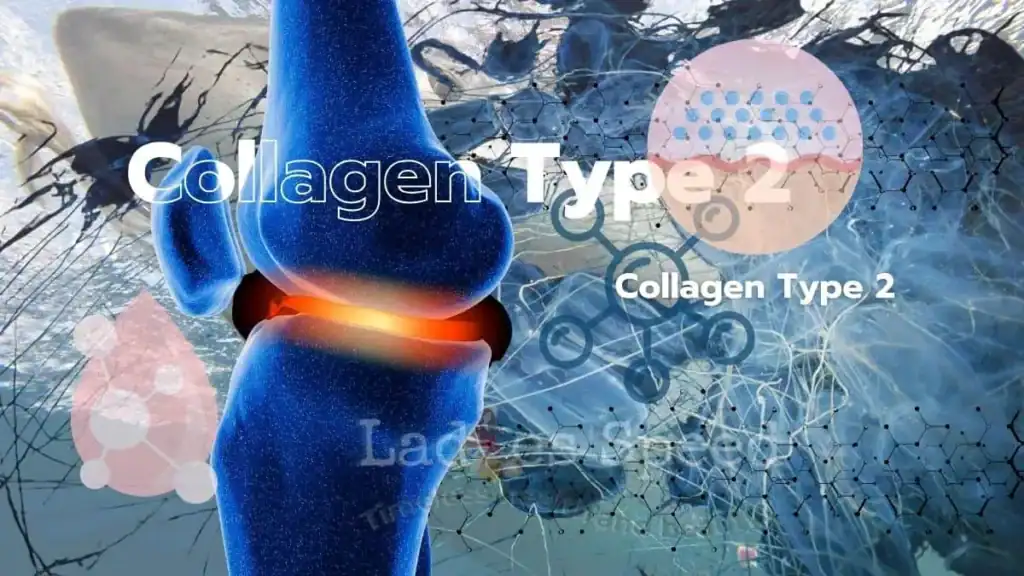 collagen-type 2